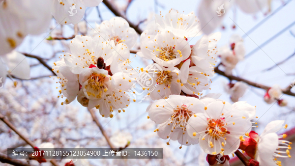 杏花