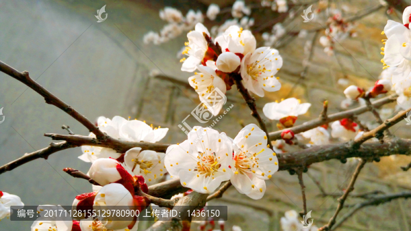 杏花