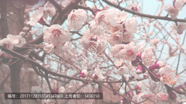 櫻花