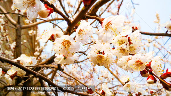 杏花滿園