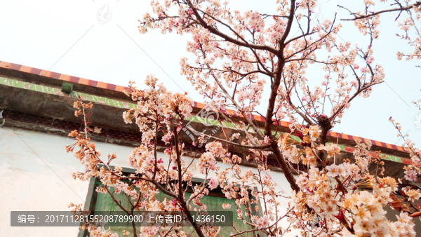 櫻桃樹,,櫻桃花