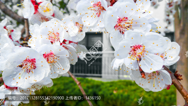 杏花,杏樹(shù)