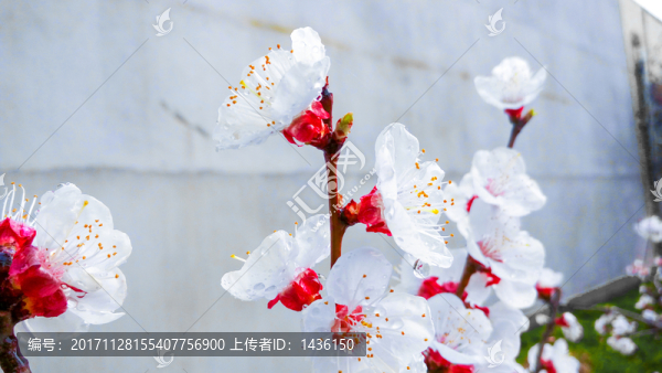 白色花