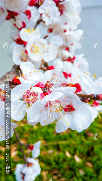 杏樹(shù)開(kāi)花