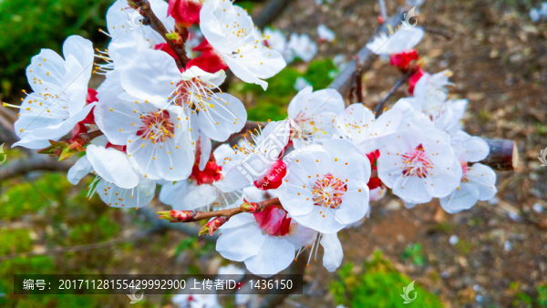 果樹白色花