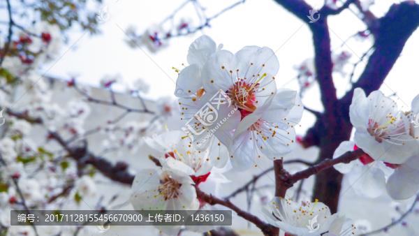 杏花,白色花