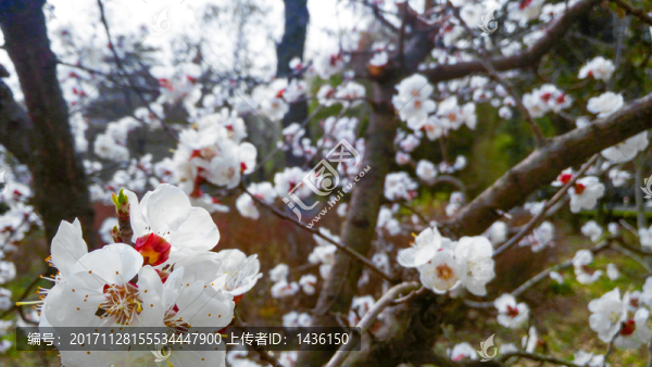 杏花,杏園