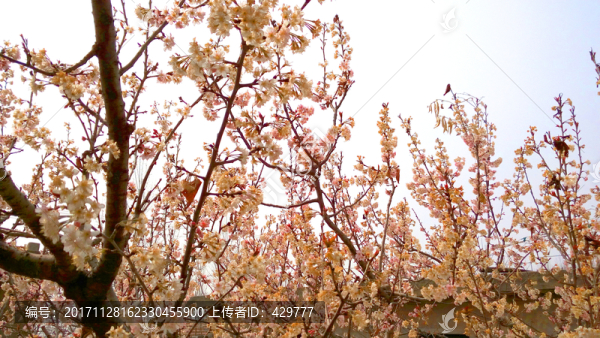 櫻花滿園,,賞櫻花