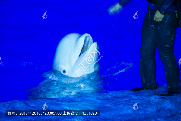 白海豚