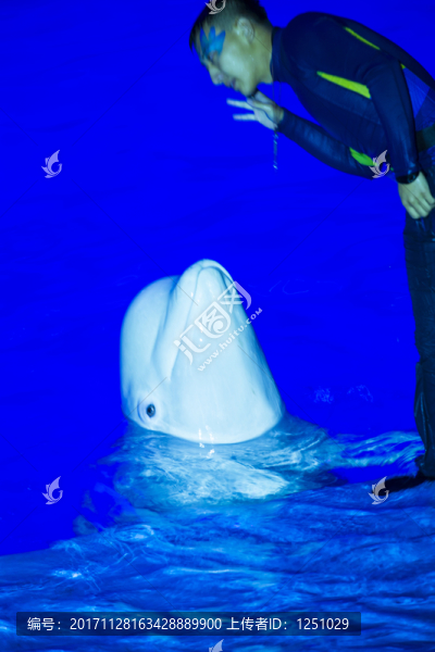 海豚,白海豚