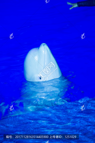 海豚