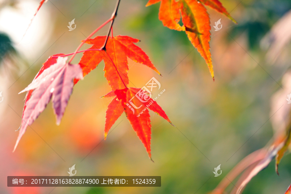 紅楓葉子