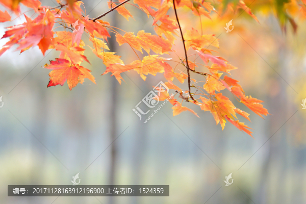 楓葉