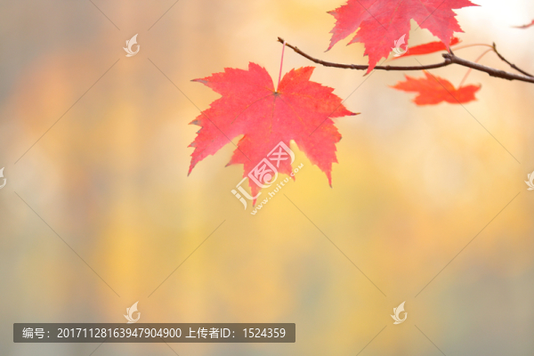 楓葉