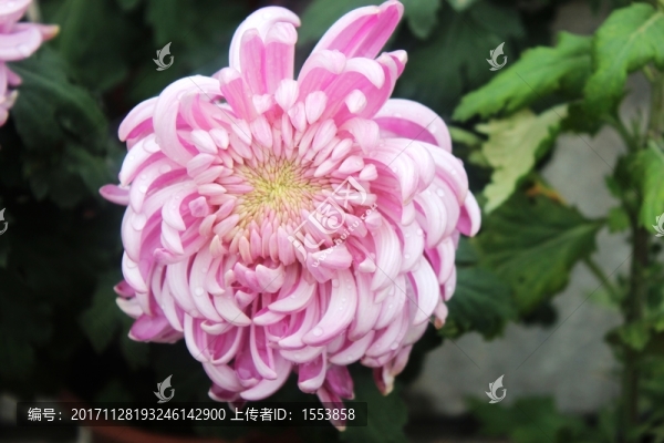 紫色菊花
