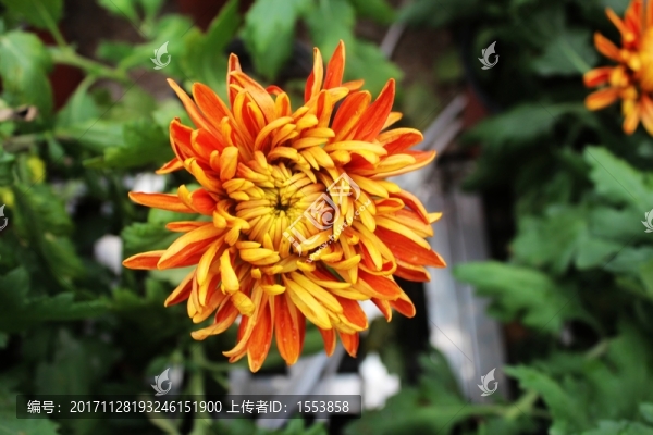 菊花