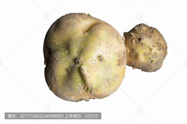 土豆