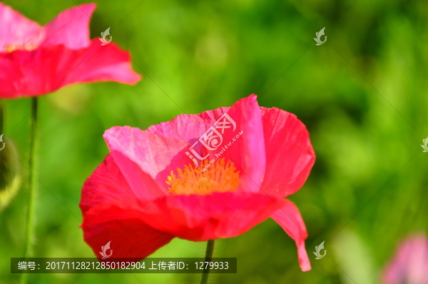虞美人