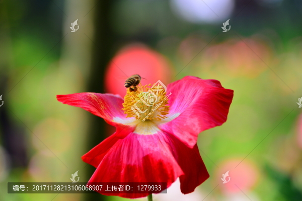 虞美人