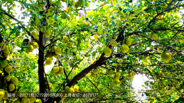 菠蘿蜜,果實(shí),樹(shù)木