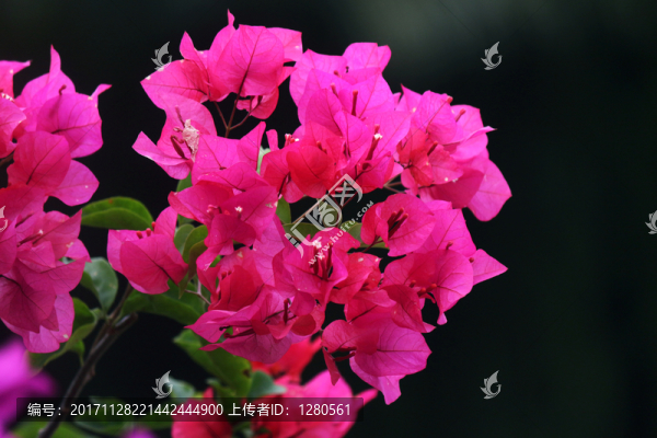 勒杜鵑,三角梅