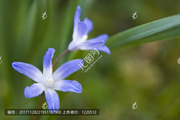 blausternchen