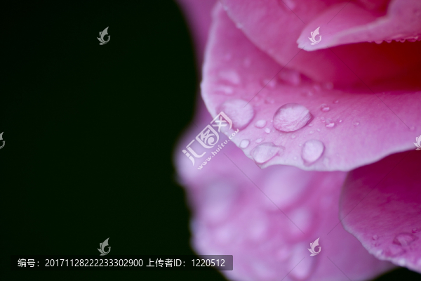 花-匯圖網(wǎng) www.fosd68.com 花