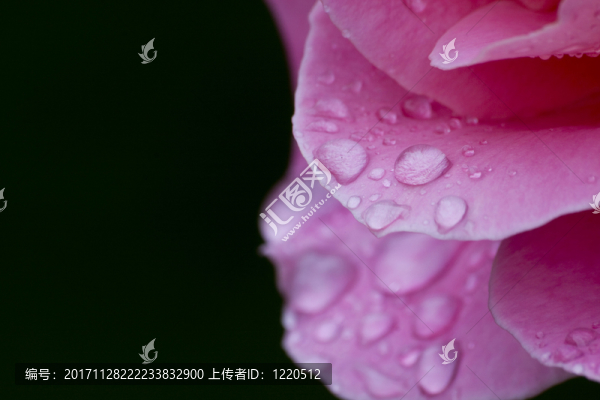 玫瑰