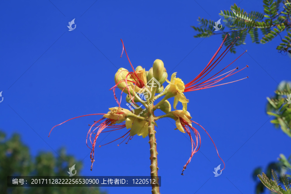 天堂鳥灌木叢