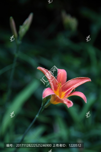 黃花菜