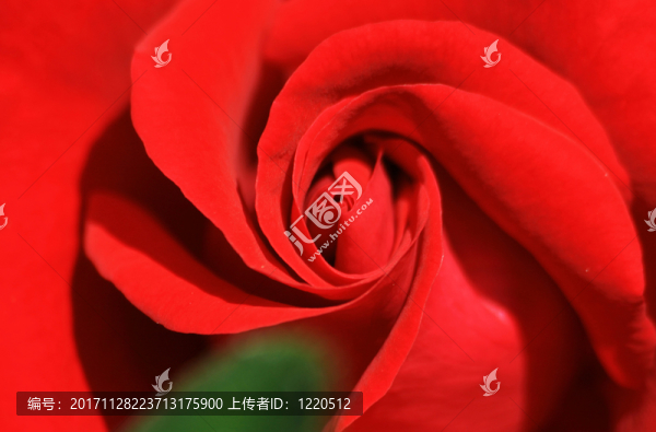 紅玫瑰