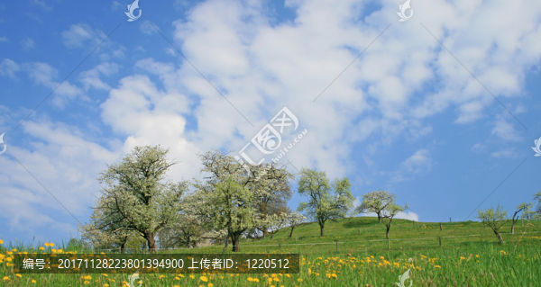 streuobstwiese