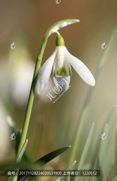 雪花蓮