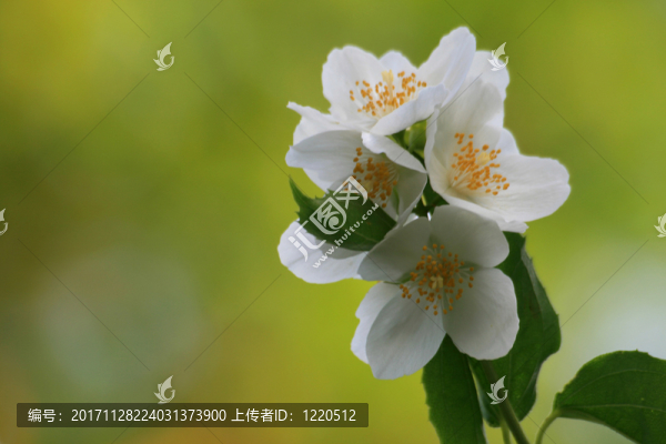 茉莉花