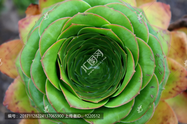 長生草屬