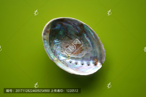 殼