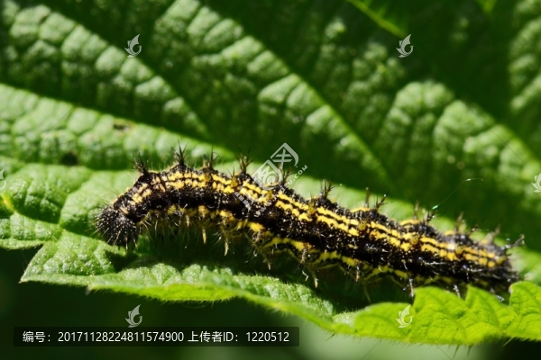 毛毛蟲由小狐貍，aglais,urticae