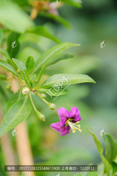枸杞花,-,枸杞漿果花02