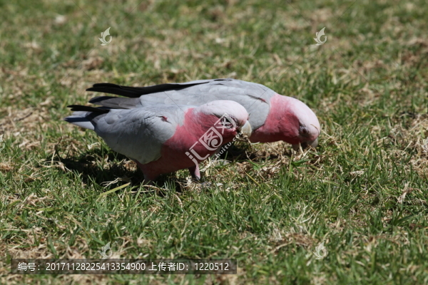 galahs