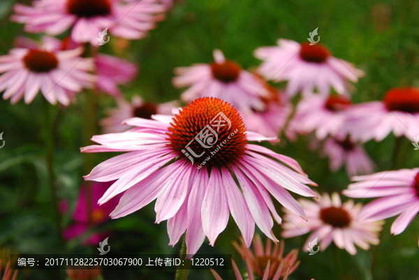 紫錐菊