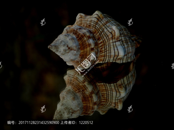 殼