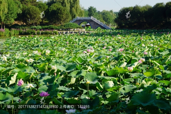 圓明園之夏