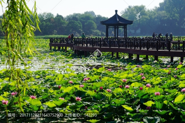 圓明園之夏