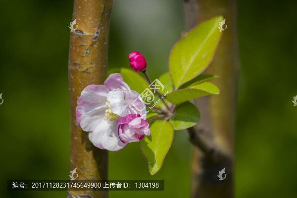 海棠花