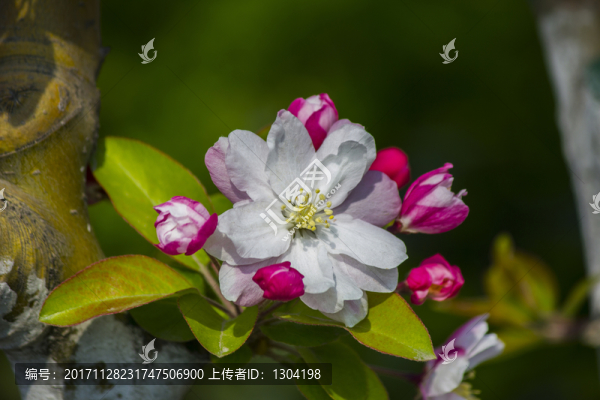海棠花
