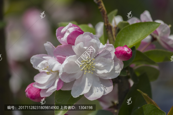 海棠花