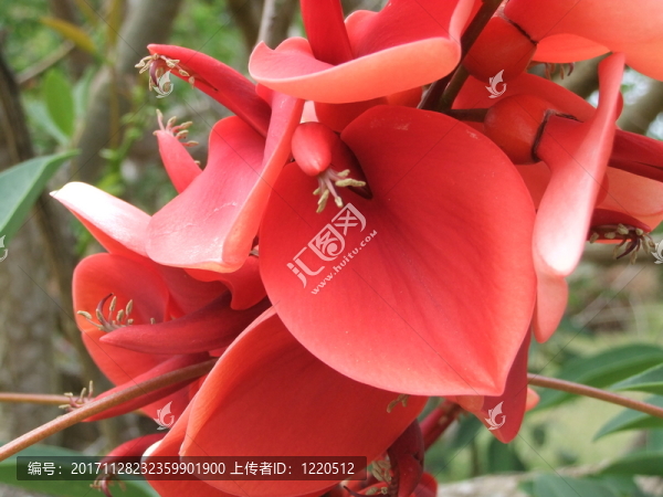 珊瑚樹,-,,erythrina