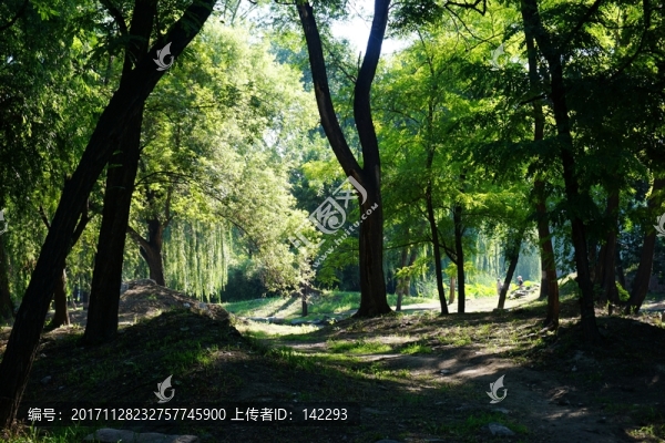 林間晨曦