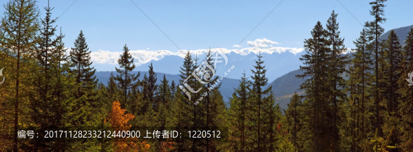 leutasch的山地森林