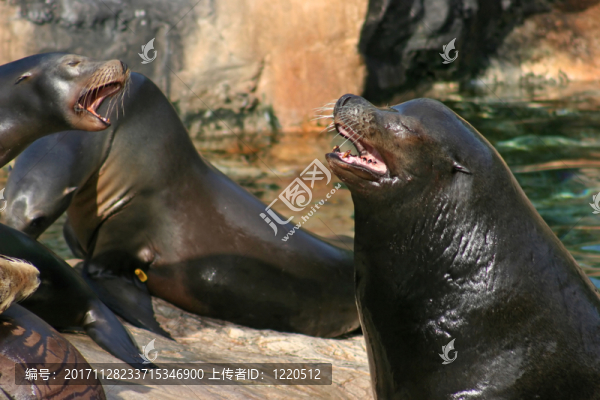 海獅